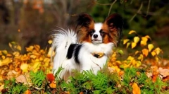 Papillon (foto): leptir pas sa neverovatnim karakterom